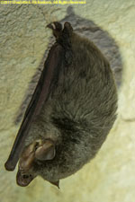 black bat